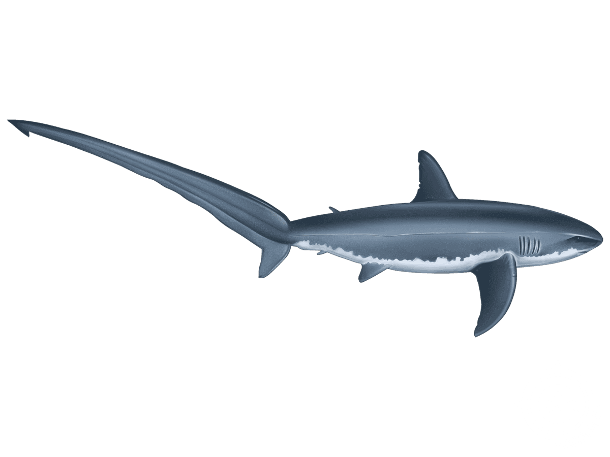Thresher Shark